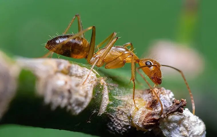 A close-up view of an ant on a branch, representing pest control services by Nature Shield Pest & Lawn in Meridian, ID.