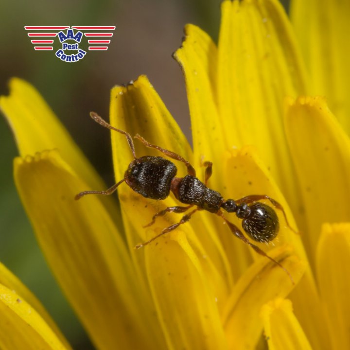 A close-up view of an ant on a yellow flower, representing common ant pest control services by AAA Pest Control in El Paso, TX