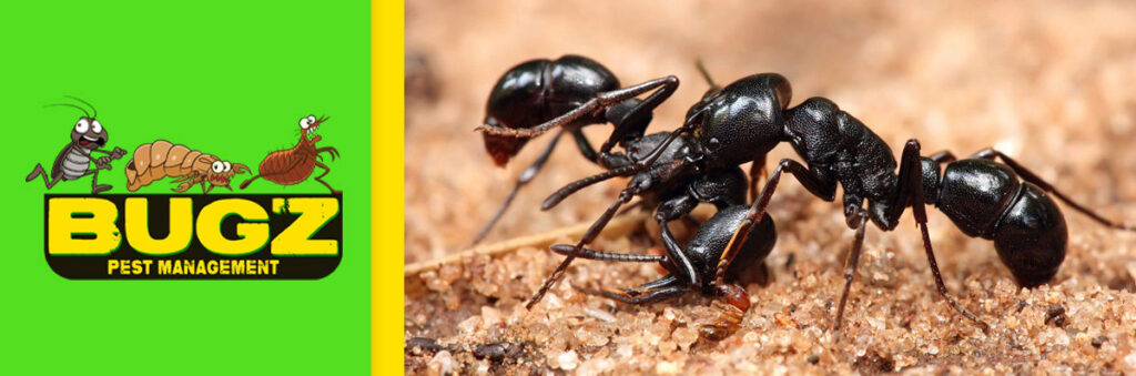 A close-up view of ants on the ground, representing a common pest problem addressed by Bugz Pest Management in Plymouth, IN