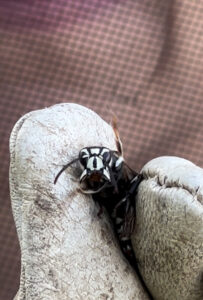 A close-up of a bald-faced hornet held in a gloved hand by Grenier's Pest Control in Essex Junction, VT.