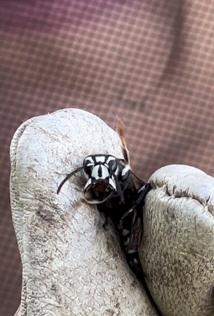 A close-up of a bald-faced hornet held in a gloved hand by Grenier's Pest Control in Essex Junction, VT.