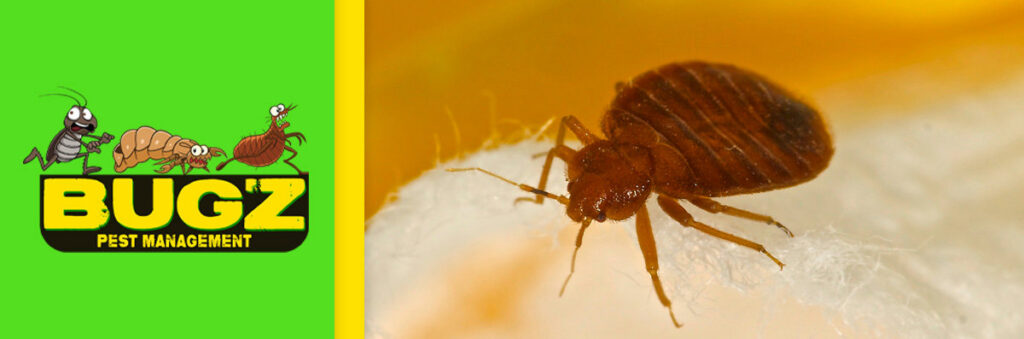 A close-up image of a bed bug on fabric, a common pest issue handled by Bugz Pest Management in Plymouth, IN