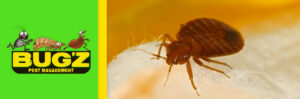 A close-up image of a bed bug on fabric, a common pest issue handled by Bugz Pest Management in Plymouth, IN