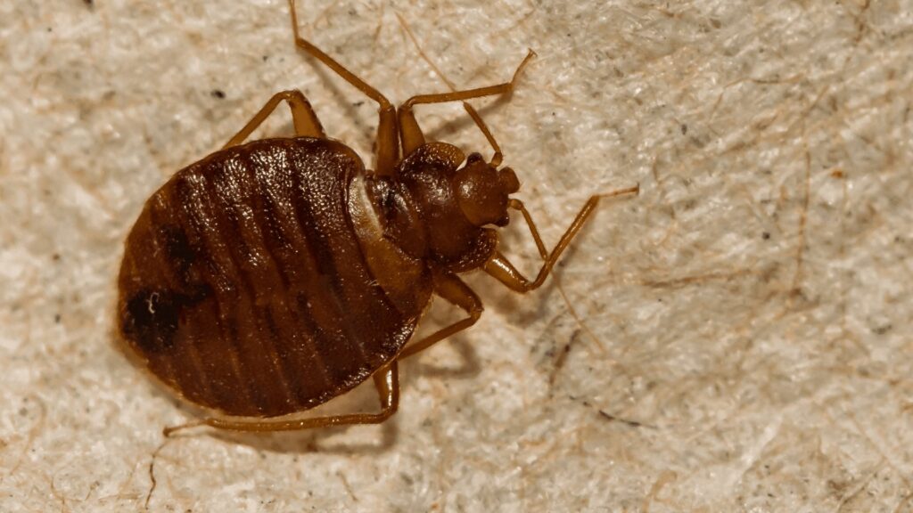 A close-up view of a bed bug, illustrating a common pest problem handled by Bug Doctor in Las Vegas, NV.