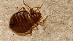 A close-up view of a bed bug, illustrating a common pest problem handled by Bug Doctor in Las Vegas, NV.