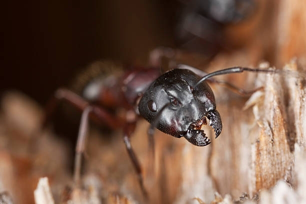 A close-up photo of a carpenter ant, a common pest, for Grenier's Pest Control in Essex Junction, VT.