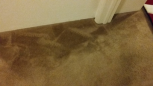 A close-up view of a freshly cleaned brown carpet showing cleaning patterns by Oahu Carpet Cleaning Co. in Honolulu, HI.