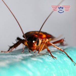 A close-up view of a cockroach, a common household pest controlled by AAA Pest Control in El Paso, TX