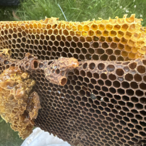 A close-up view of a piece of honeycomb, freshly removed during a hive relocation by McKenbee's Honey Bee Hive Relocation in Elizabethtown, KY.