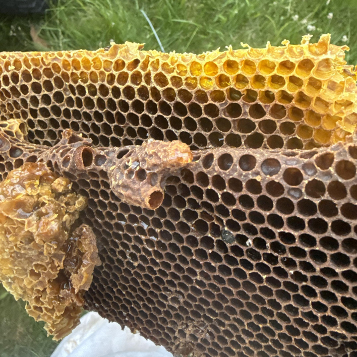 A close-up view of a piece of honeycomb, freshly removed during a hive relocation by McKenbee's Honey Bee Hive Relocation in Elizabethtown, KY.