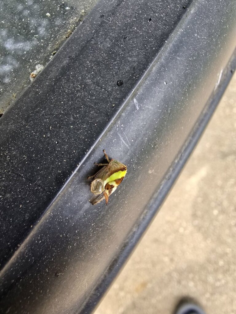 A close-up view of an insect on a dark surface, identified by Titan Pest Pro - Springfield in Springfield, MO.