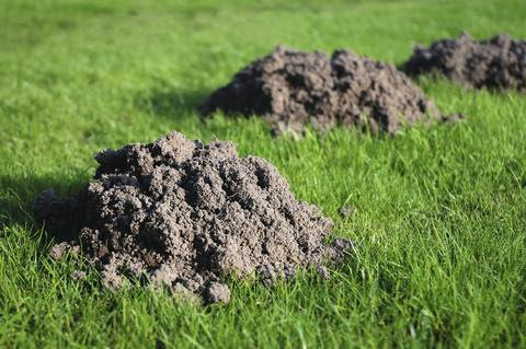 A close-up view of fresh molehills in a green grassy area, showing mole activity addressed by All Friendly Mole Control & Pest Services in Saint Joseph, MO.