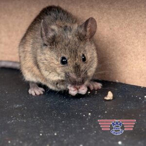 A close-up view of a mouse, a rodent pest handled by AAA Pest Control in El Paso, TX
