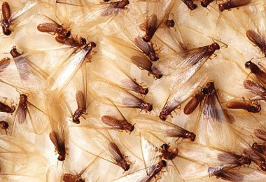 A close-up view of numerous winged termites, indicating a severe infestation handled by Stewarts Pest Control Perth, WA.