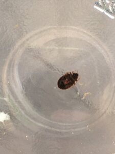 A close-up image of a small pest insect, likely a carpet beetle, handled by Green Machine Pest Control in Mesa, AZ.