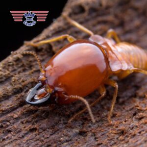 A close-up view of a termite, a destructive pest managed by AAA Pest Control in El Paso, TX