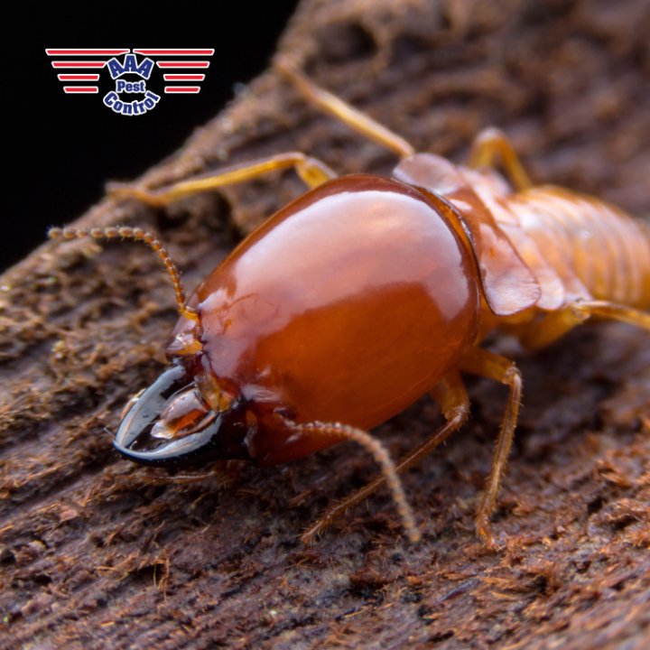 A close-up view of a termite, a destructive pest managed by AAA Pest Control in El Paso, TX