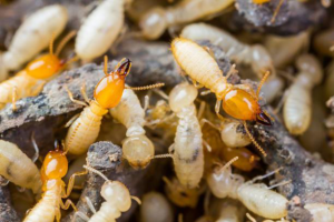 A close-up view of termites, showing a common pest issue addressed by Armor Pest Control in Jacksonville, FL.