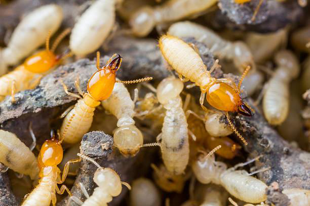 A close-up view of termites, showing a common pest issue addressed by Armor Pest Control in Jacksonville, FL.