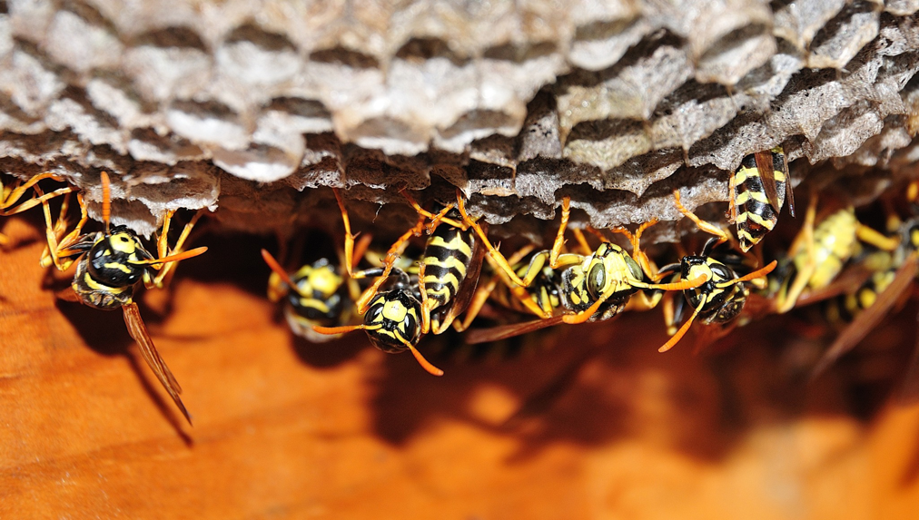 A close-up view of a wasp nest with several wasps, showing a pest issue in Cedar Rapids, IA.