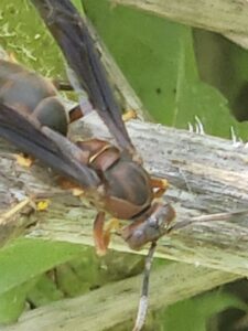 A close-up view of a wasp resting on a branch, indicating a potential pest issue handled by Comprehensive Pest Solutions in Toledo, OH.