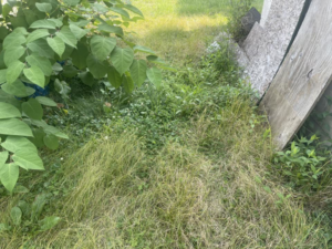 A close-up view of dense, overgrown grass and weeds, showing the need for lawn care from Elliott's Lawn Care & Landscaping in Lexington, KY.