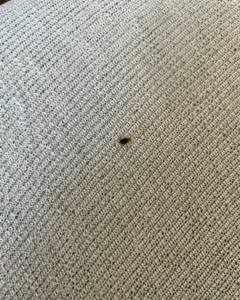 A close-up view of a small pest on a textured surface, crucial for identification by Rosie's Pest Control in Memphis, TN.
