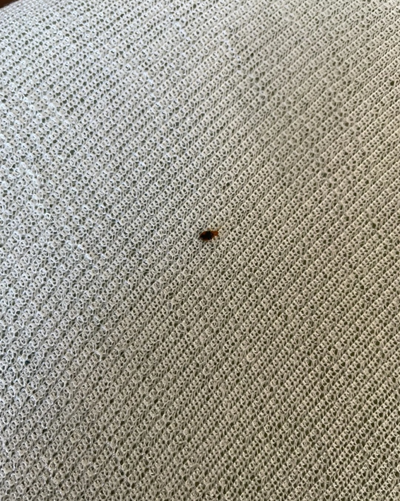 A close-up view of a small pest on a textured surface, crucial for identification by Rosie's Pest Control in Memphis, TN.