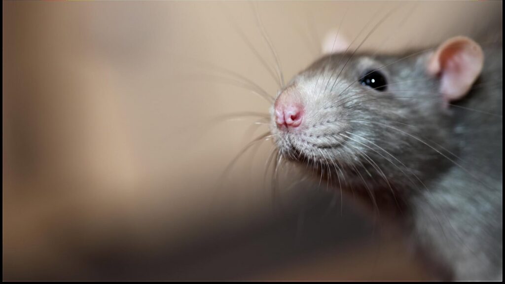 A close-up of a rat, a common pest handled by Franklin Pest Solutions Michigan City in Lafayette, IN.