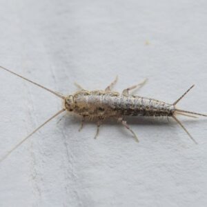A close-up image of a silverfish, a common household pest identified by Avast Pest Control in Orlando, FL.