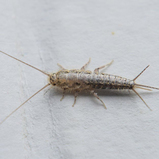 A close-up image of a silverfish, a common household pest identified by Avast Pest Control in Orlando, FL.