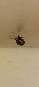 A close-up image of a spider on a wall, indicating a pest issue for Wilkinson Pest Control in Nampa, ID.