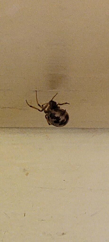 A close-up image of a spider on a wall, indicating a pest issue for Wilkinson Pest Control in Nampa, ID.