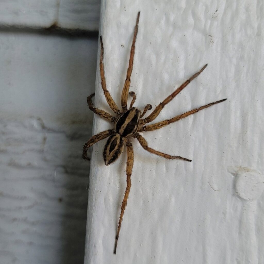 A close-up image of a spider on a white surface, a common pest managed by Wilkinson Pest Control in Nampa, ID.