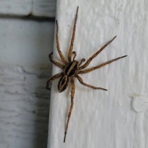 A close-up image of a spider on a white surface, a common pest managed by Wilkinson Pest Control in Nampa, ID.
