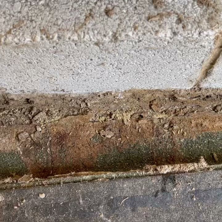 A close-up view of termite damage or frass, indicating pest infestation treated by Global Green Termite & Pest Control LLC in Hampton, VA.