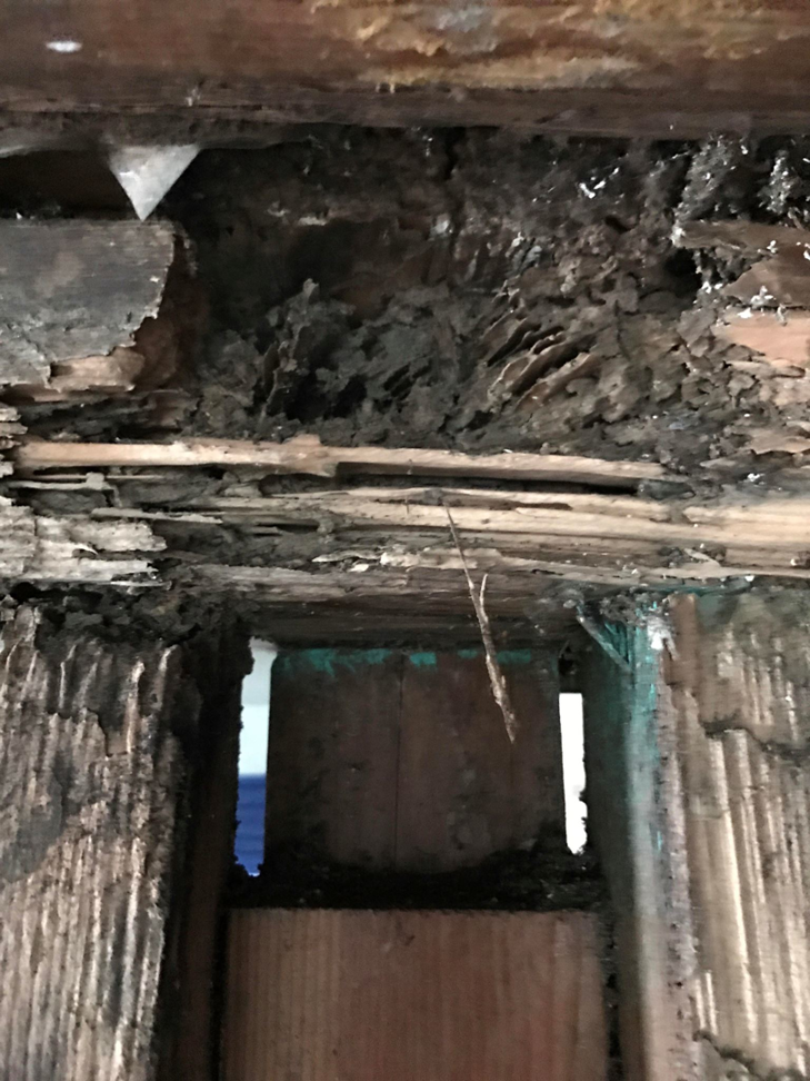 A close-up view of termite mud tubes and severe wood damage, handled by Omega Termite and Pest Control in Oakland, CA.