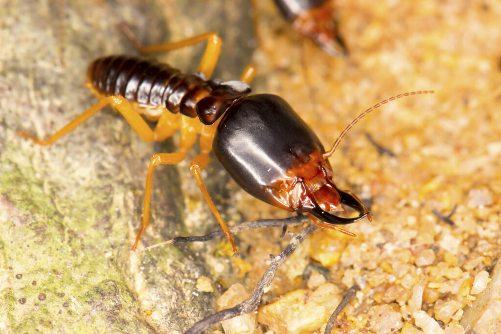 A close-up image of a termite soldier, a common pest identified by Berry & Yates Pest Control in Chicago, IL.