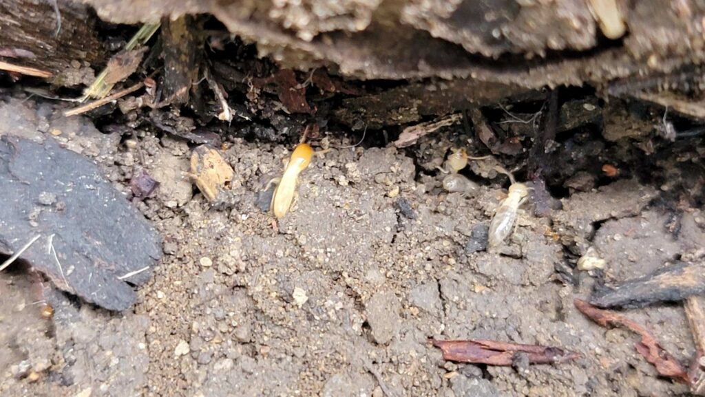 A close-up view of termites in the soil, indicating a pest control job by Abra Kadabra Pest and Wildlife in Forest Lake, MN.