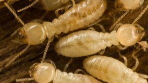 A close-up view of several termites, indicating a pest control service by Iowa Pest and Termite Co. in Grimes, IA.