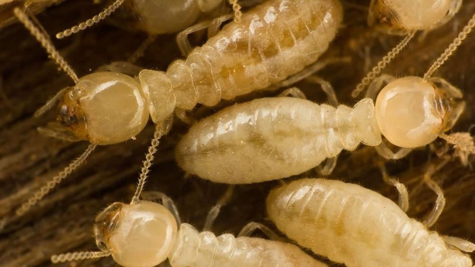 A close-up view of several termites, indicating a pest control service by Iowa Pest and Termite Co. in Grimes, IA.