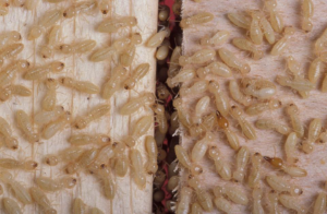 A close-up view of many termites infesting wood, showing a common pest problem for Oregon Pest Control in Eugene, OR