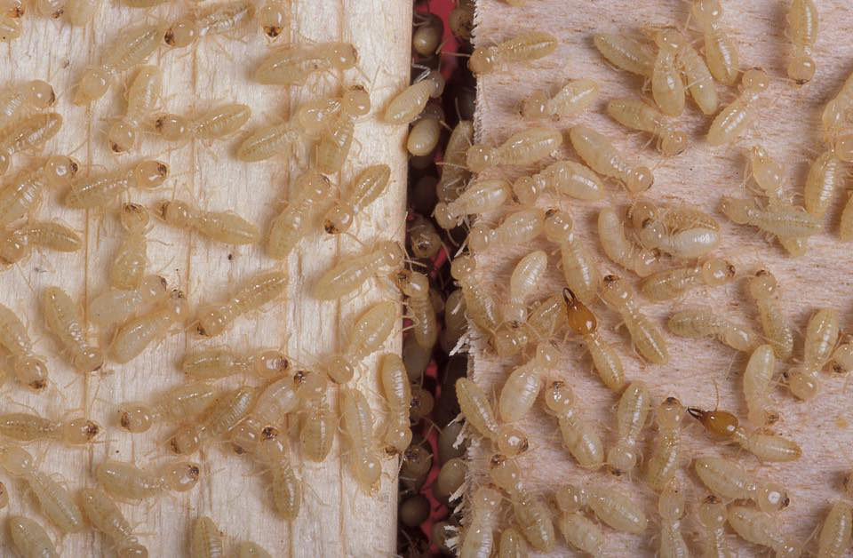A close-up view of many termites infesting wood, showing a common pest problem for Oregon Pest Control in Eugene, OR