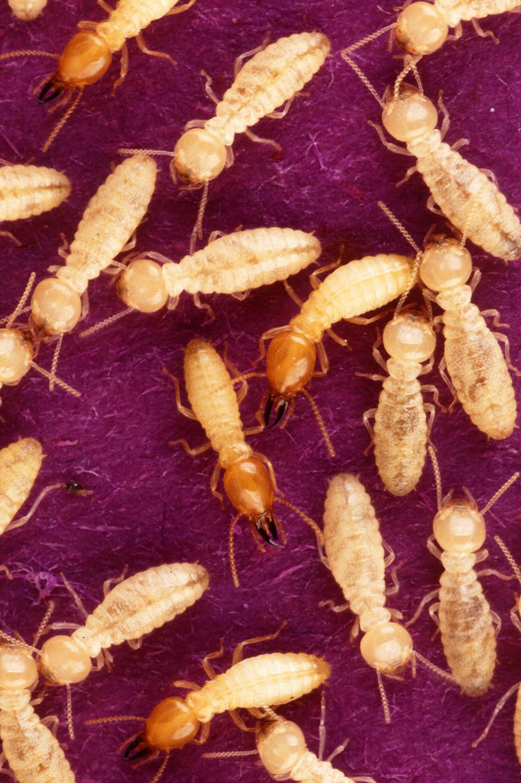 A close-up view of termites, indicating a pest infestation problem that North Texas Pest Control addresses in Dallas, TX.