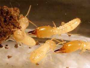 A close-up view of several termites, highlighting a common pest problem, addressed by Pest Control Solutions in Mesa, AZ