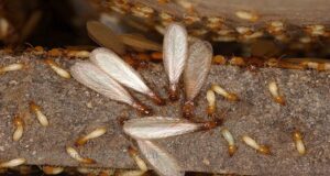 A close-up view of termites, including winged swarmers, showing a pest issue for Shield Pest Control in Homestead, FL.