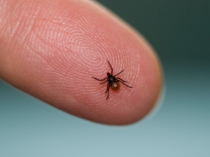 A close-up photo of a small tick on a human fingertip, representing pest identification by Pest Free for ME in Biddeford, ME.