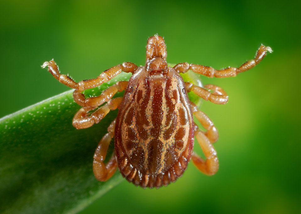 A close-up view of a tick on a green leaf, representing a common pest managed by Southern Pest Solutions Inc in Raleigh, NC