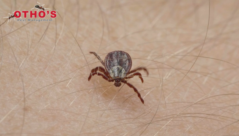 A close-up view of a tick on human skin, indicating a pest issue addressed by Otho's Pest Management in Randleman, NC