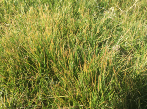 A close-up of unhealthy, yellowing grass, a symptom of pest infestation treated by Pinkston's Turf Services in Tulsa, OK.
